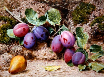 Stillleben mit Pflaumen und einer Birne auf einem moosigen Ufer, um 1855