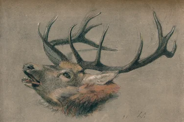 Studie eines Hirschkopfes, ca. 1901
