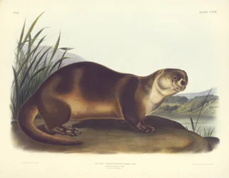 Kanadischer Otter - Männlich