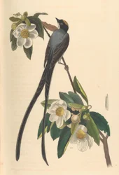 Gabelschwanz-Fliegenschnäpper, Gordonia lasianthus, 1840-44