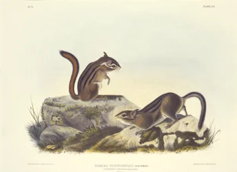 Townsend-Bodenhörnchen