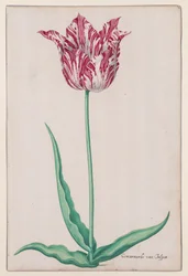 Studie einer Tulpe (Gemarmerde van Jasper)