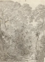 Die Fächerpalme von Krakatau