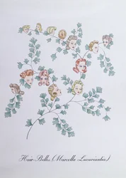 Haar-Glocken (Marcella Luxuriantia), Illustration aus 