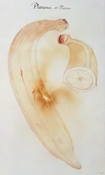 Hornbanane