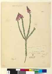 Seite 106. Comesperma ericinum