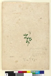 Seite 131. Lobelia purpurascens