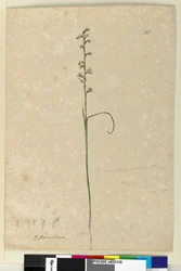 Seite 138. Prasophyllum patens