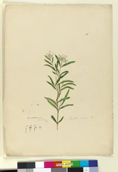 Seite 15. Grevillea sericea