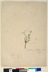 Seite 187. Epilobium glabellum