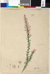 Seite 190. Sprengelia incarnata