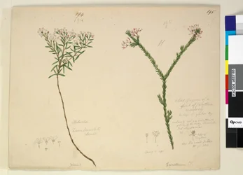 Seite 194. Zieria lanceolata Zieria smithii; 195. Eine schlechte Darstellung einer Art von Calythrix