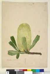 Seite 19. Banksia serrata