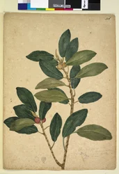 Seite 216. Ficus rubiginosa