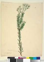 Seite 21. Conospermum ericifolium