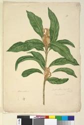 Seite 22. Xylomelum pyriforme