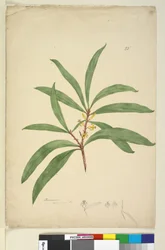 Seite 25. Persoonia salicina