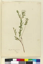 Seite 3. Pimelea linifolia, ca. 1803-06