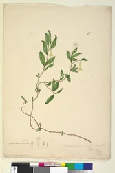 Seite 43. Billardiera scandens