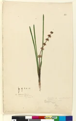 Seite 62. Xerotes Lomandra multiflora