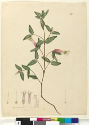 Seite 68. Correa speciosa