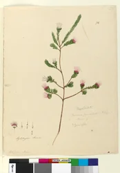 Seite 76. Darwinia fascicularis