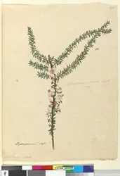 Seite 86. Leptospermum scoparium