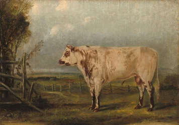 Ein junger Stier, c.1849