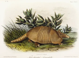 Neunbinden-Gürteltier, 1849-1854