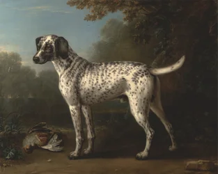Ein grauer gefleckter Hund