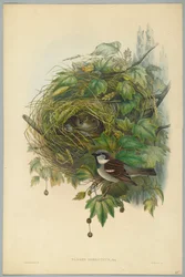 Haussperling, graviert von H. C. Richter