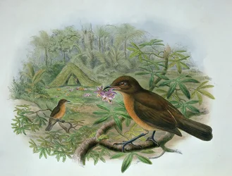 Amblyornis Inornatus, Vogelkop-Gärtner