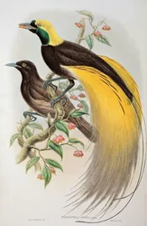 Paradiesvogel: Großer Paradiesvogel, Paradisaea apoda