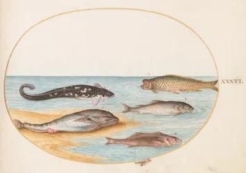 Fisch, ca. 1575-80