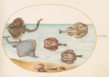 Fische, ca. 1575-80