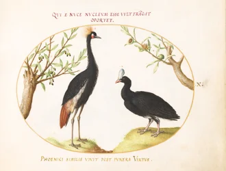 Tafel 10: Graukronenkranich und Helmhuhn