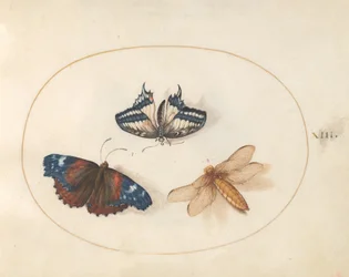 Tafel 13: Gelber Schwalbenschwanz und Admiral-Schmetterlinge mit einer Libelle (Breitbauchlibelle?)