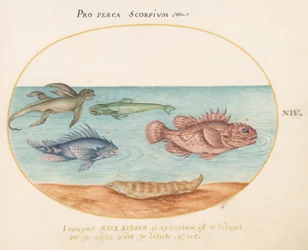 Platte 14: Ein "Meeraffe", zwei Skorpionfische und zwei andere Fische