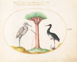 Tafel 17: Weißer Reiher(?) und Schwarzer Storch töten eine Schlange mit einem Drachenblutbaum