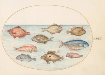 Tafel 18: Schweinsfisch, Messerfisch, Butterfisch, ein Petersfisch und andere Fische
