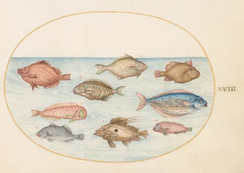 Tafel 18: Eberfisch, Rasiermesserfisch, Butterfisch, ein Petersfisch und andere Fische