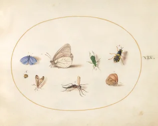Tafel 19: Zwei Schmetterlinge mit fünf anderen Insekten