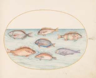 Tafel 20: Meerbrasse, Zahnbrasse, Sargo und andere Fische