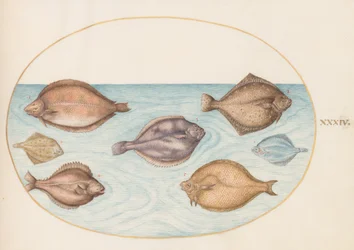Tafel 34: Sieben Plattfische