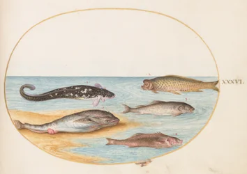 Tafel 36: Fünf Fische, darunter ein Karpfen(?)