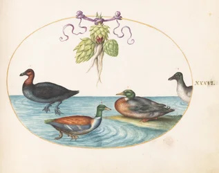 Tafel 36: Mittelsäger, Löffelente und Stockente sowie Ente mit Artischocken