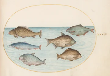 Tafel 37: Sechs Fische, darunter Karpfen