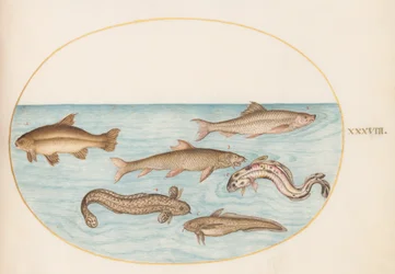 Teller 38: Quappe, Rotbarsch und andere Fische