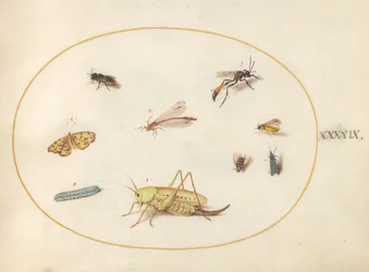 Tafel 49: Eine Heuschrecke, eine Raupe, ein Schmetterling, eine Motte und andere Insekten