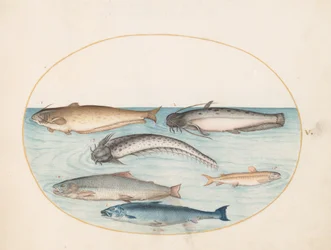 Tafel 5: Drei Welse, ein Lachs und zwei weitere Fische